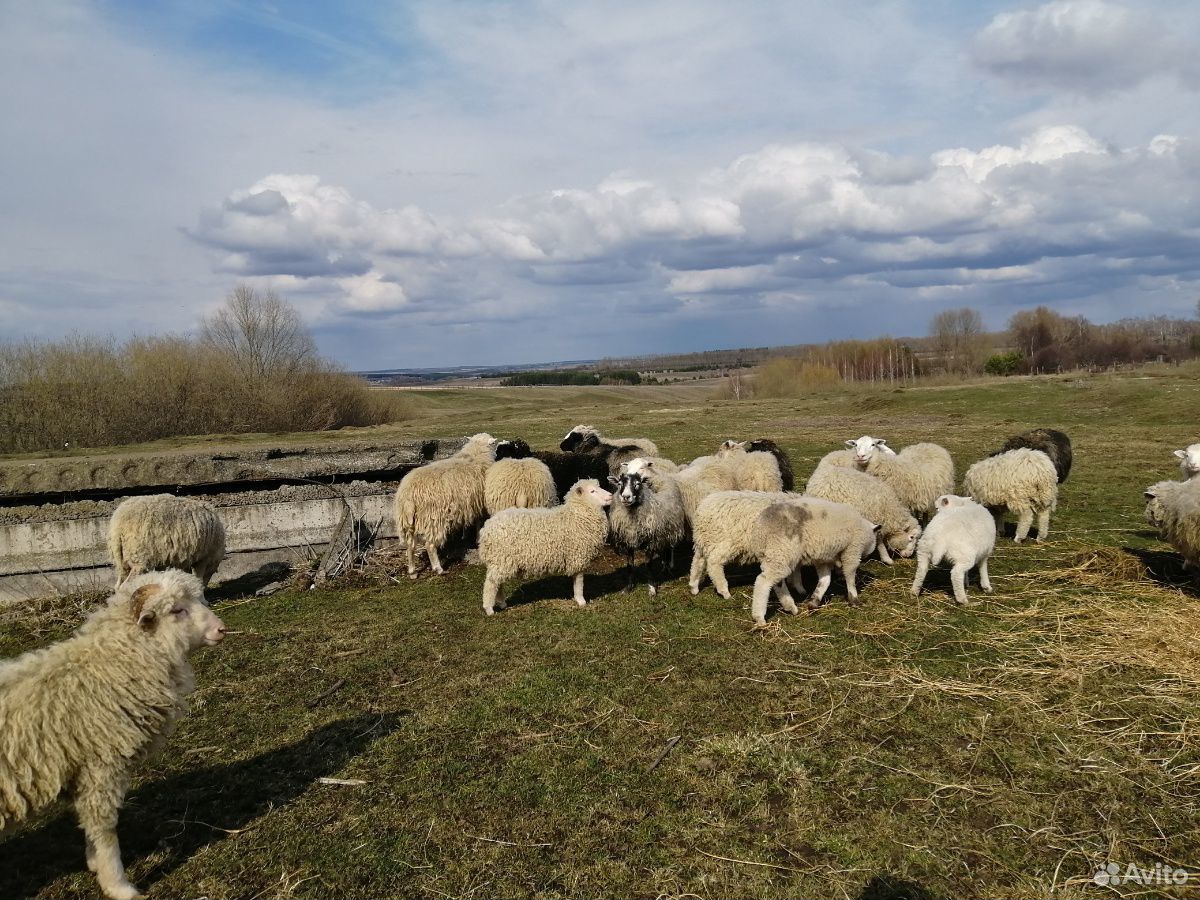 Продаю овец купить на Зозу.ру - фотография № 5