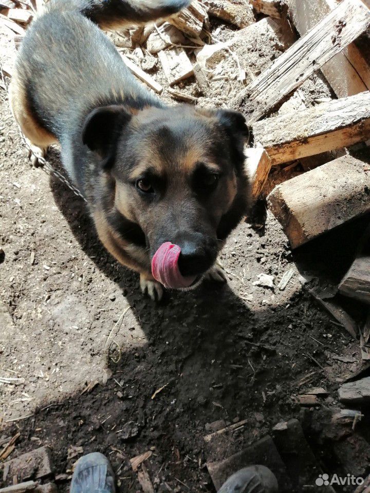 Собака в добрые руки имя ботсмон купить на Зозу.ру - фотография № 3