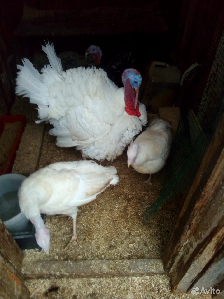 Семья индюков, индюшата, цыплята купить на Зозу.ру - фотография № 2