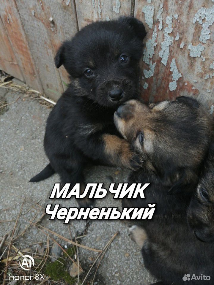 Отдам щенков купить на Зозу.ру - фотография № 1