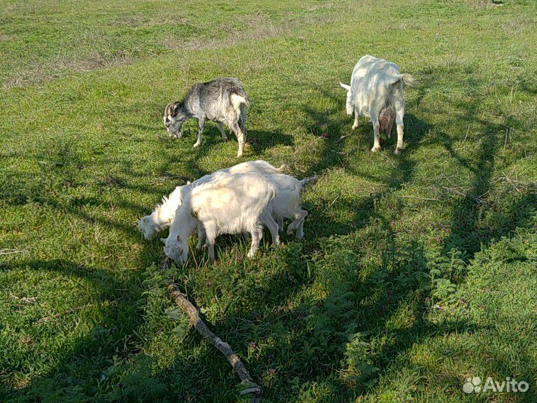 Продаются трое козлят купить на Зозу.ру - фотография № 7