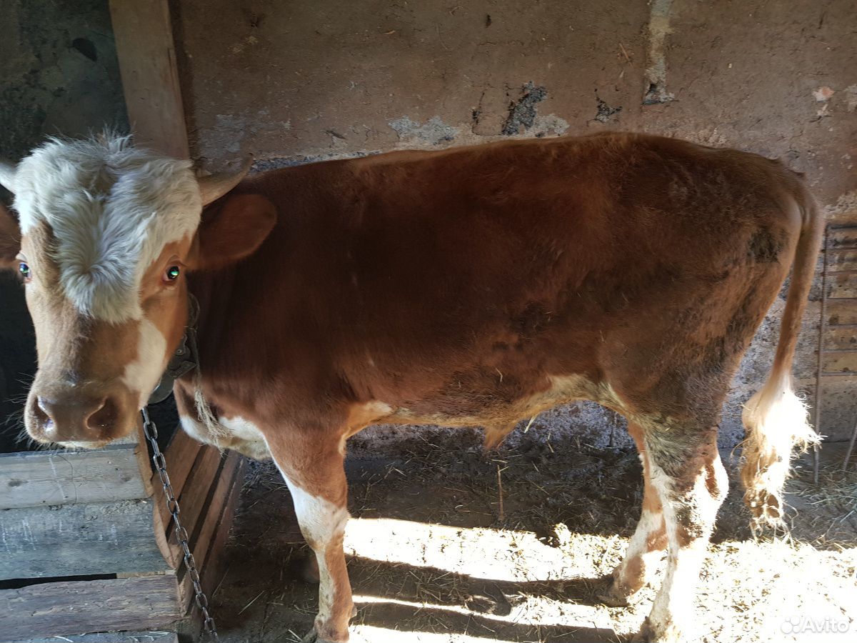 Поменяю бычка на телку либо поменяю на корову купить на Зозу.ру - фотография № 2