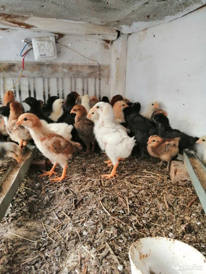 Продажа инкубационного яйца, цыплят, петухов купить на Зозу.ру - фотография № 4