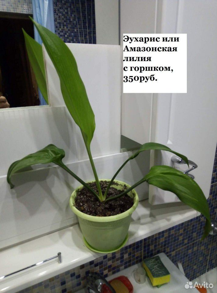 Амазонская лилия купить на Зозу.ру - фотография № 6