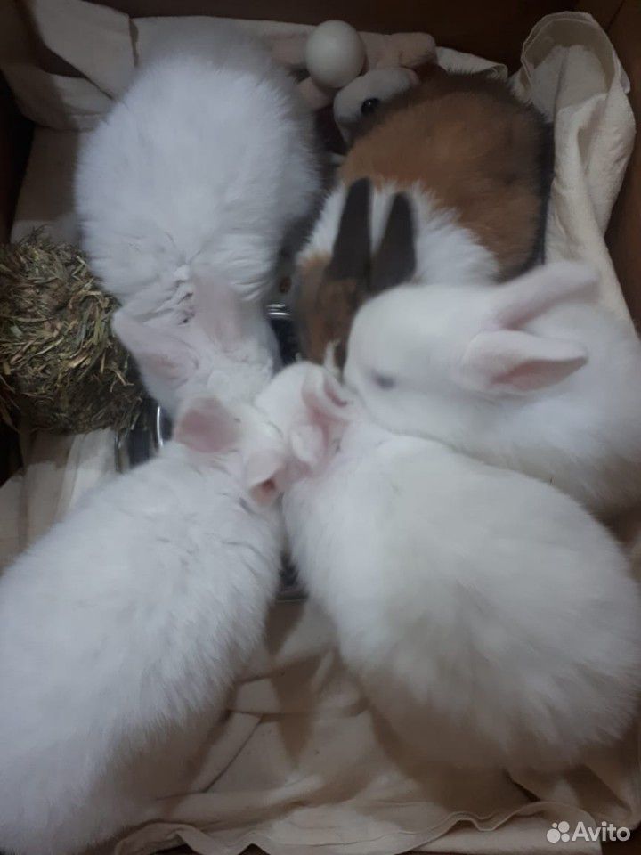 Голандские кролики купить на Зозу.ру - фотография № 5