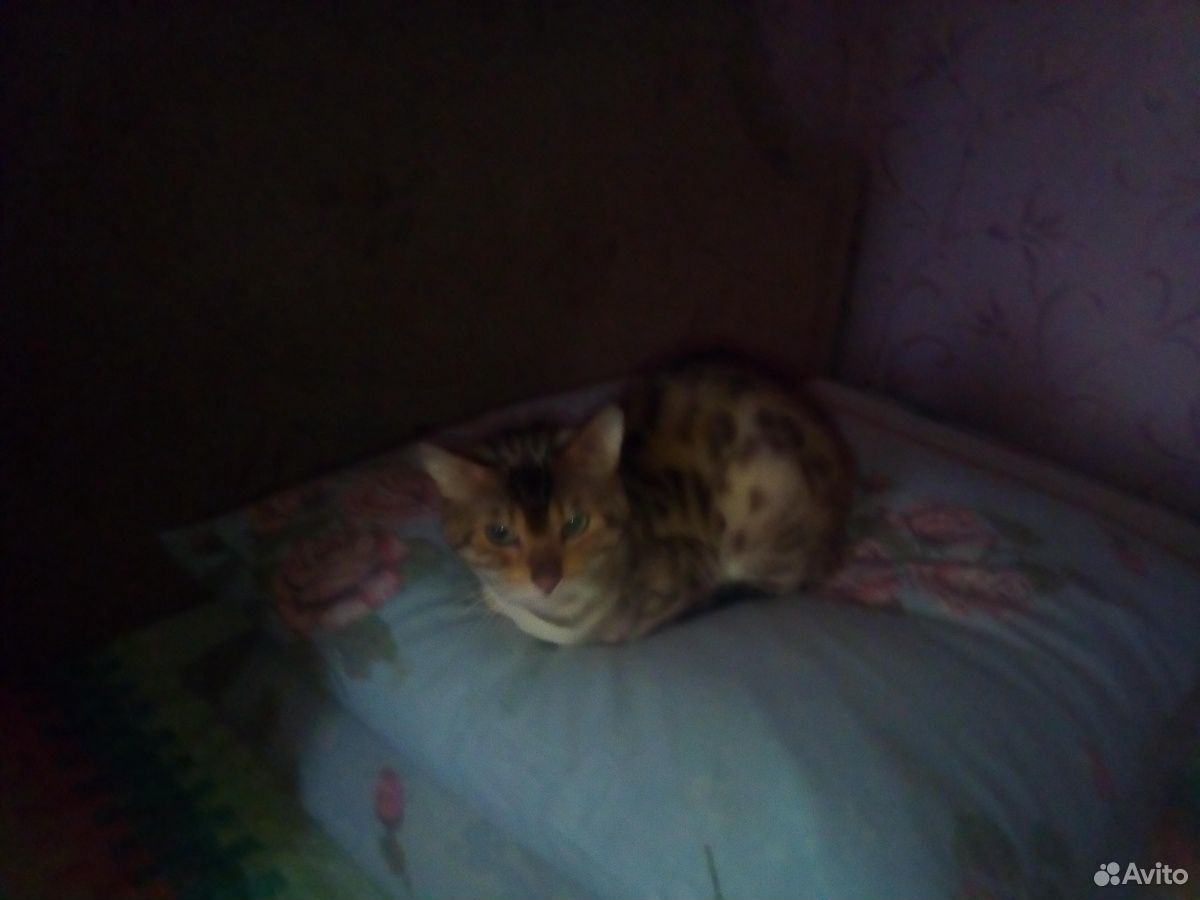 Бенгальская котята купить на Зозу.ру - фотография № 9