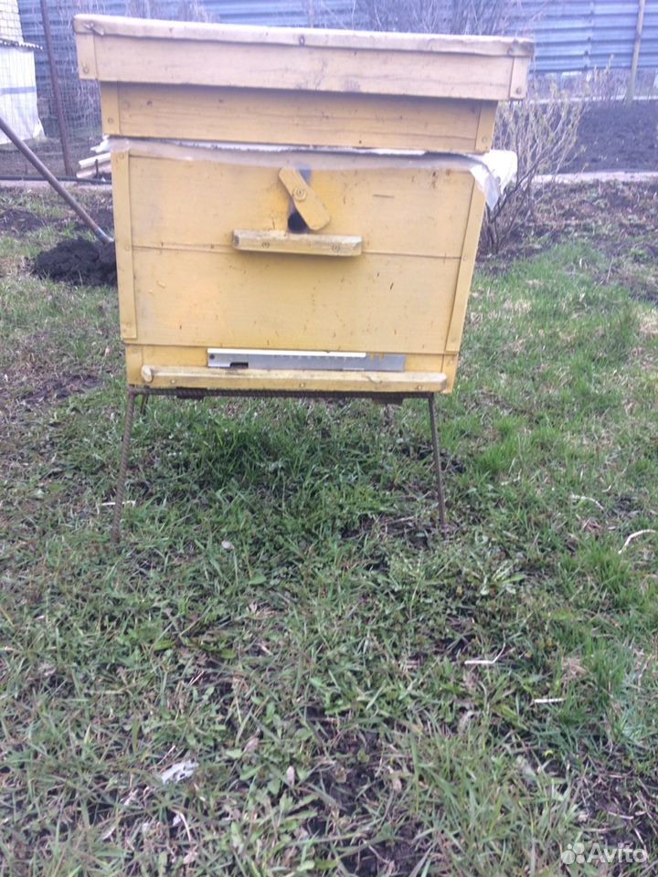 Пчелосемьи с ульями купить на Зозу.ру - фотография № 2