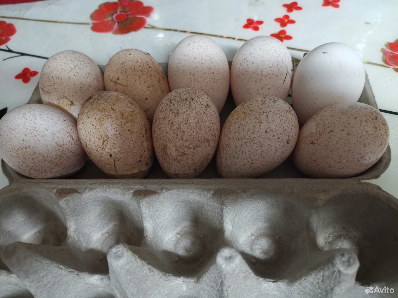 Индюшиные яйца на инкубацию,Бронза,и Голубые купить на Зозу.ру - фотография № 2