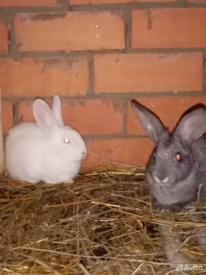 Кролики(немецкие великаны) купить на Зозу.ру - фотография № 1