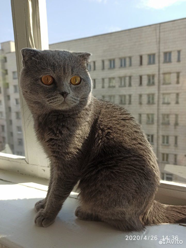 Шотландский кот. вязка купить на Зозу.ру - фотография № 2