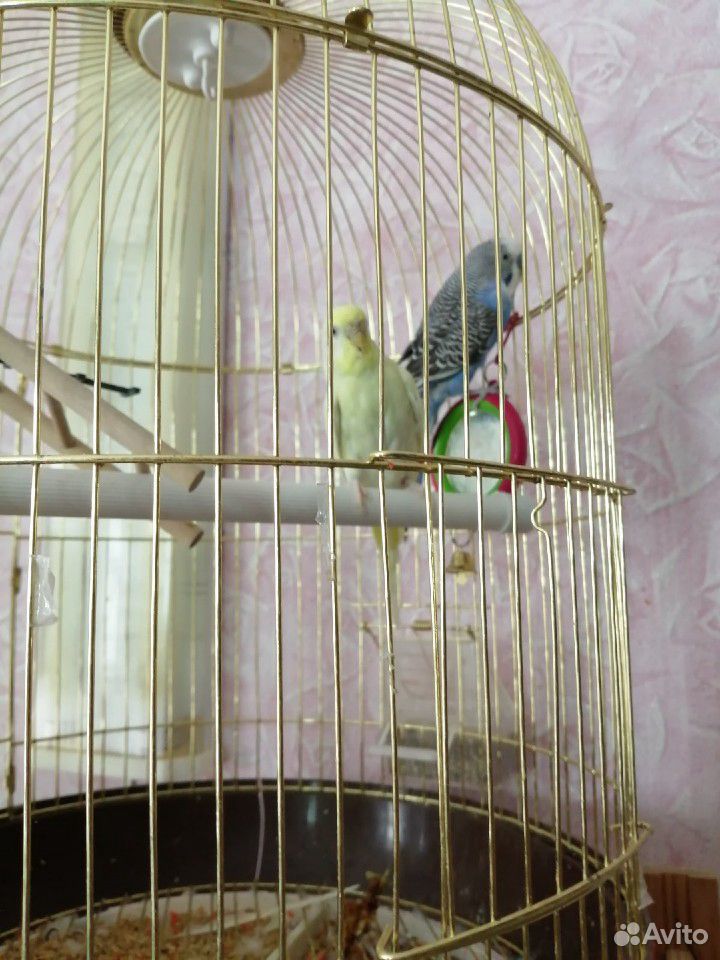 Продам волнистых попугаев мальчика и девочку к ним купить на Зозу.ру - фотография № 3