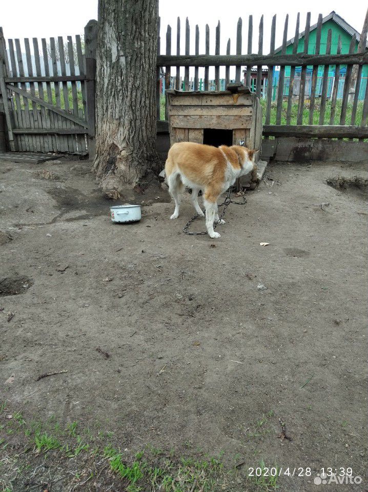 Злая собака купить на Зозу.ру - фотография № 5