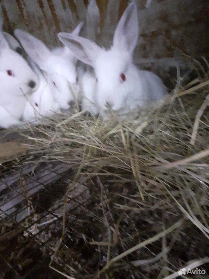 Кролики на племя купить на Зозу.ру - фотография № 3