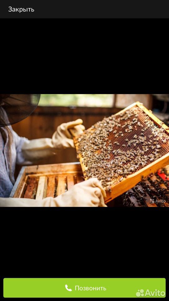 Продам пчелопакеты и сушь купить на Зозу.ру - фотография № 1