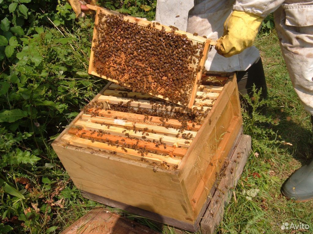 Пчелы. Пчелосемьи купить на Зозу.ру - фотография № 1