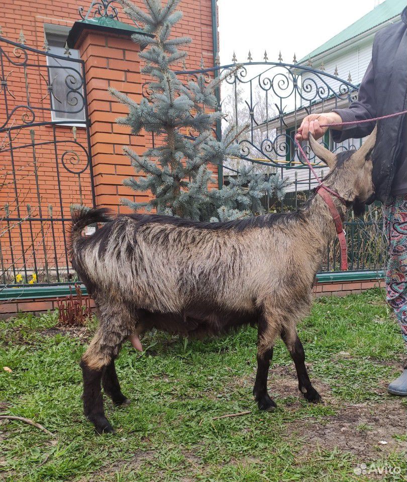Дойная альпийская коза купить на Зозу.ру - фотография № 3