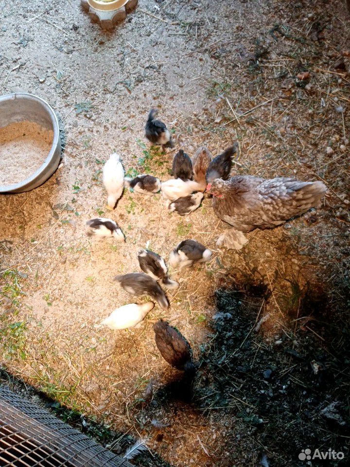 Квочка с цыплятами купить на Зозу.ру - фотография № 3