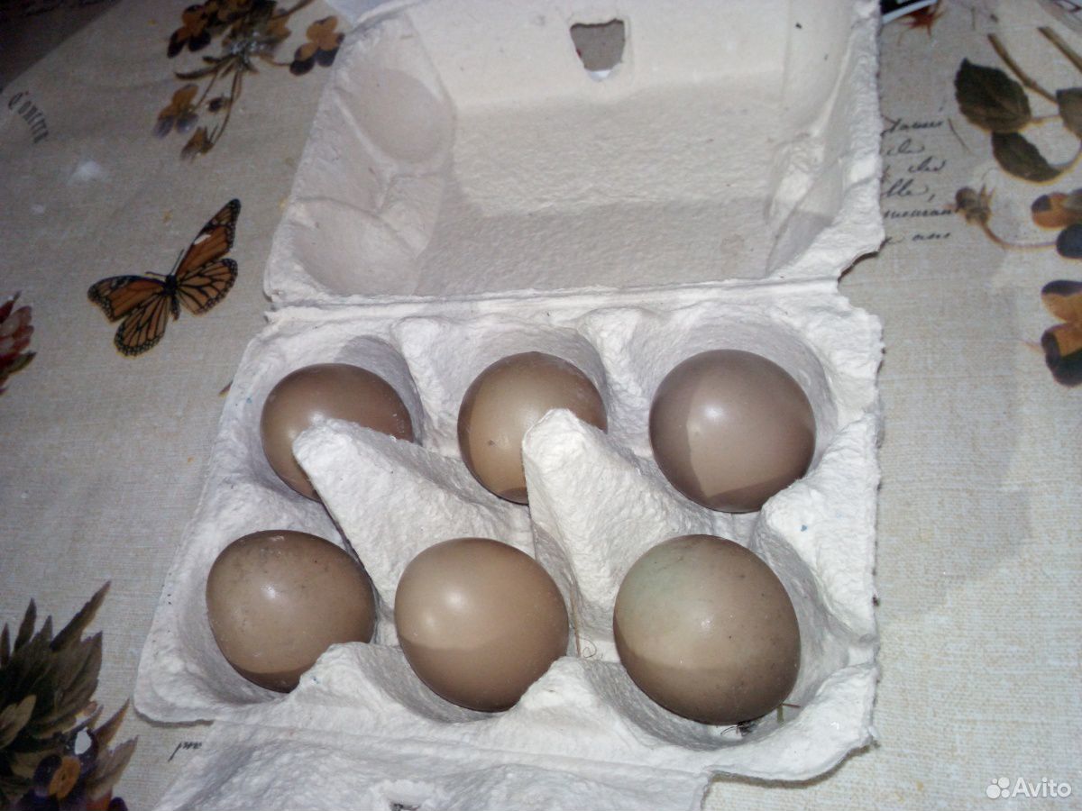 Яйцо фазанье на инкубацию купить на Зозу.ру - фотография № 1