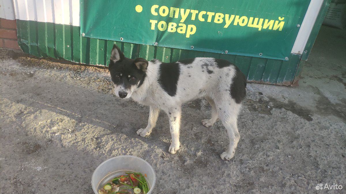 Собака подросток девочка купить на Зозу.ру - фотография № 2