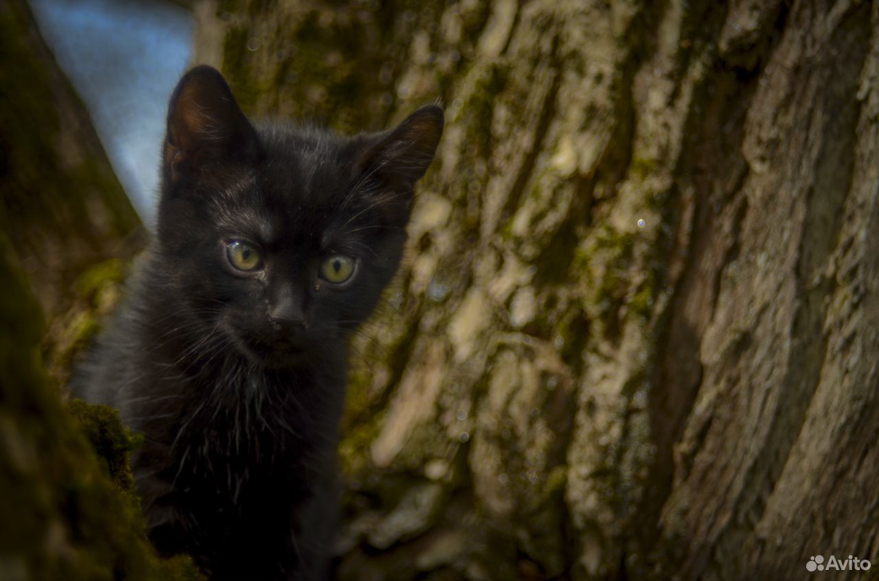 Черные котята купить на Зозу.ру - фотография № 3