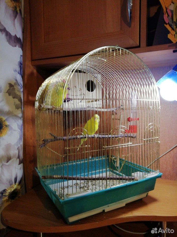 Волнистые попугаи+клетка купить на Зозу.ру - фотография № 4