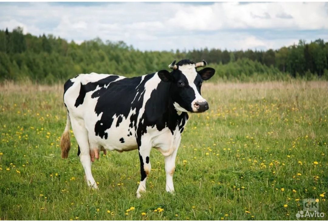 Закупаю коров купить на Зозу.ру - фотография № 1