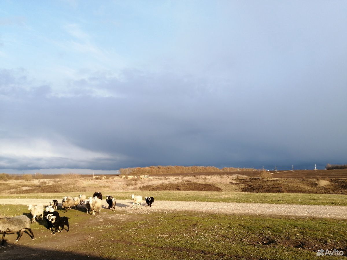 Овца с 2мя ягнятами купить на Зозу.ру - фотография № 2