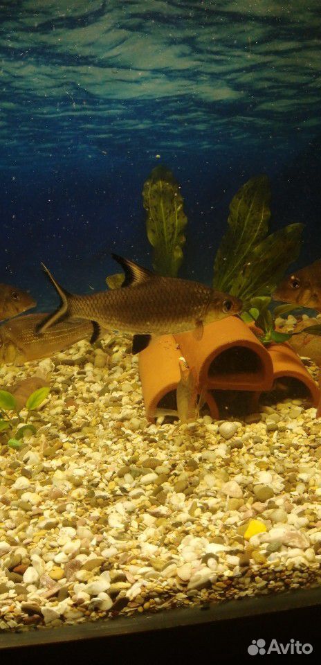 Геофагус и др аквариумные рыбки купить на Зозу.ру - фотография № 2