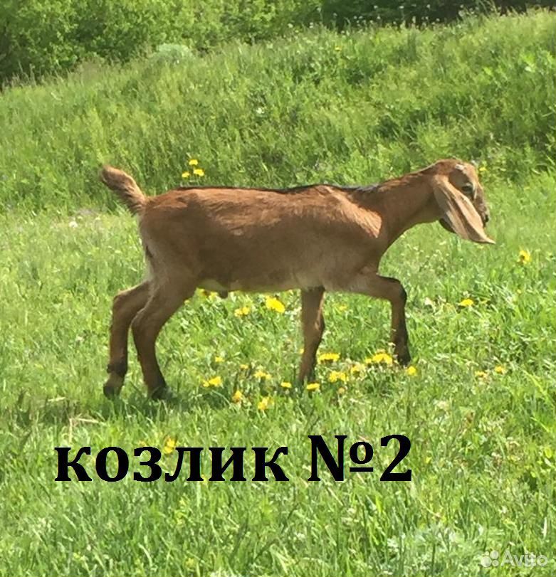Англо-нубийские козлята купить на Зозу.ру - фотография № 10