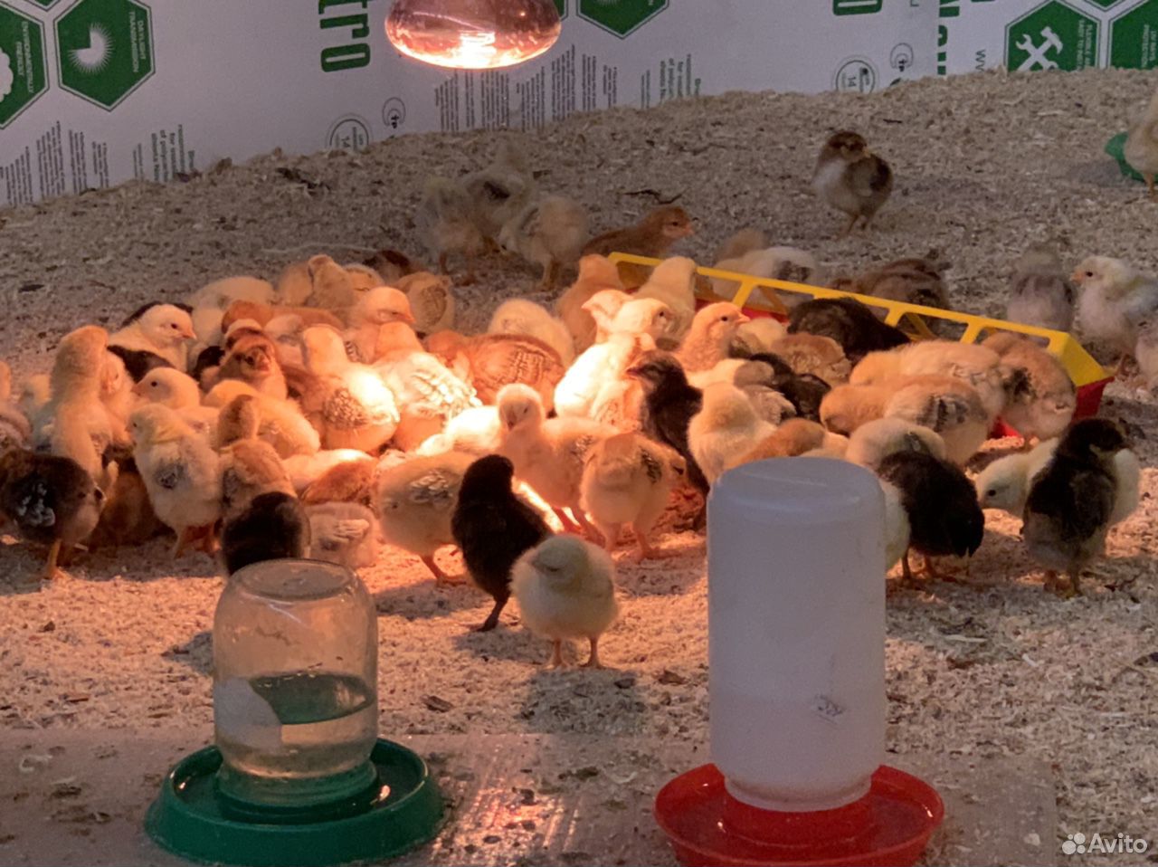 Цыплята суточные, месячные, яйца и для инкубации купить на Зозу.ру - фотография № 2