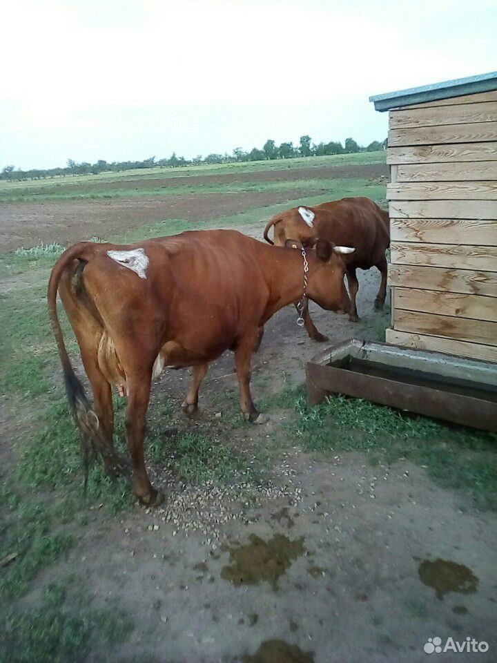 Дйные коровы купить на Зозу.ру - фотография № 3