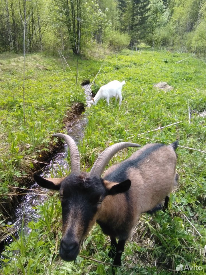 Две козы и козлёнок купить на Зозу.ру - фотография № 1