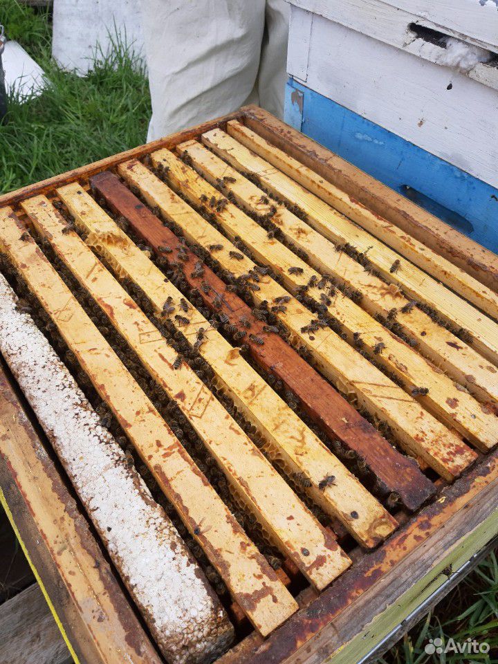 Пчелы, пчелосемьи и пчелопакеты Карпатка купить на Зозу.ру - фотография № 8