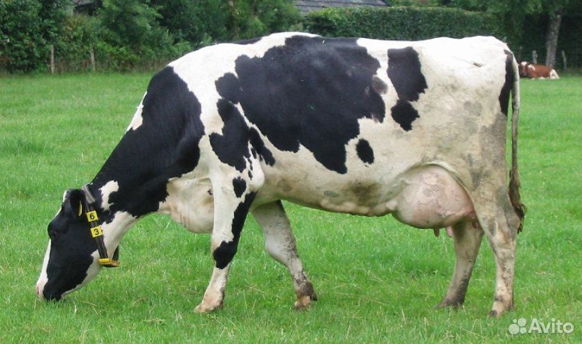 Продам корову на убой купить на Зозу.ру - фотография № 1