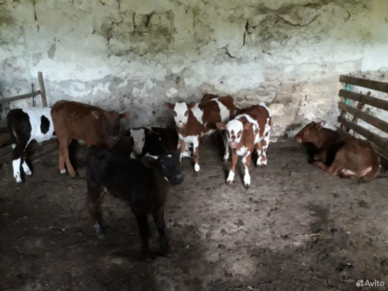 Телята разные большие маленькие бычки телки купить на Зозу.ру - фотография № 2