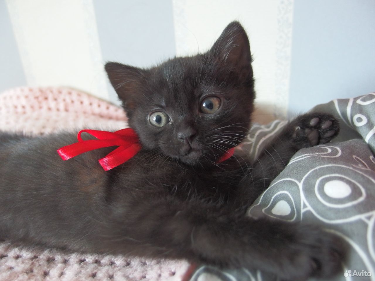 Обыкнавенная черная кошка купить на Зозу.ру - фотография № 1