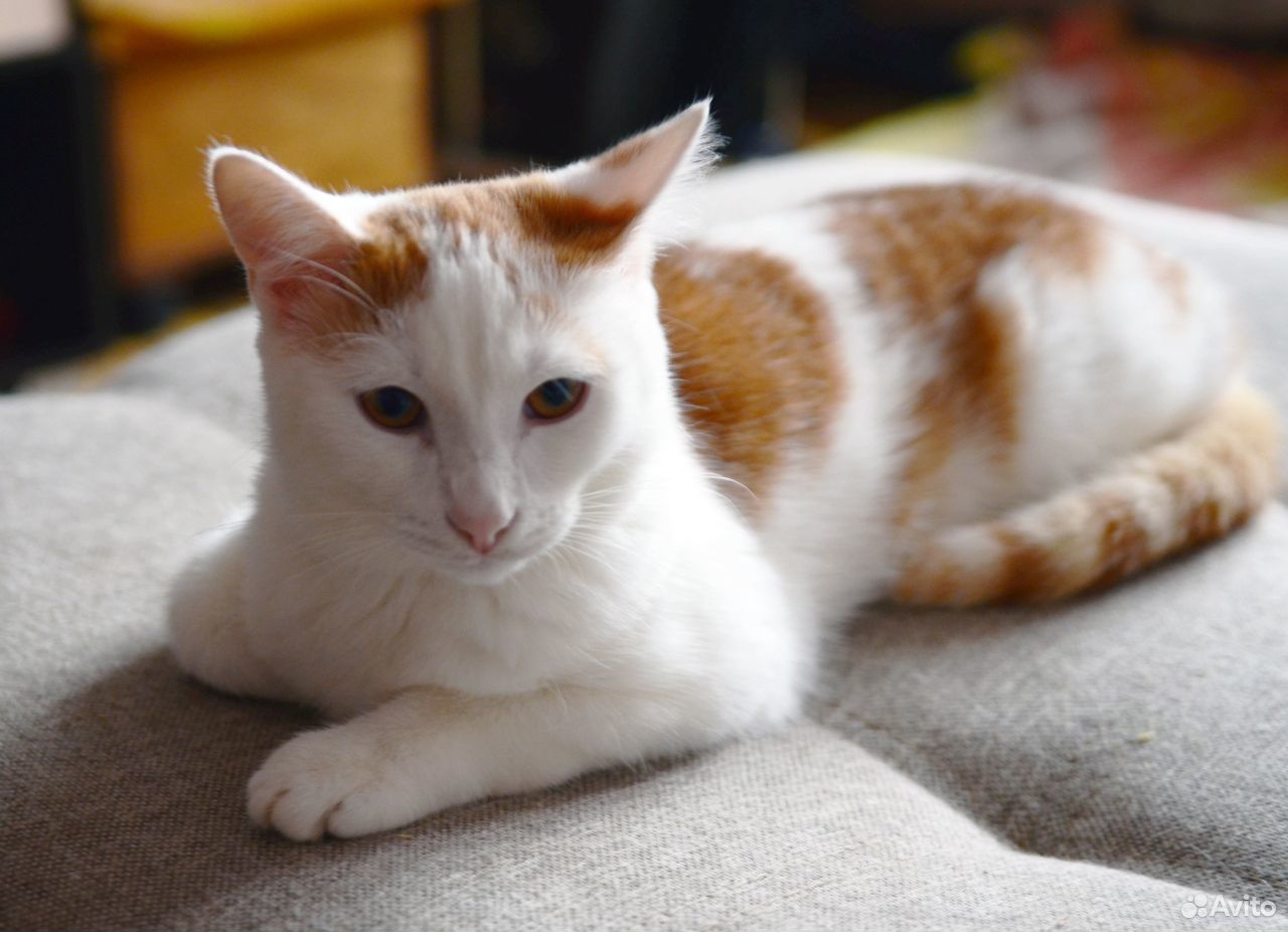 Белая Кошка С Рыжими Пятнами