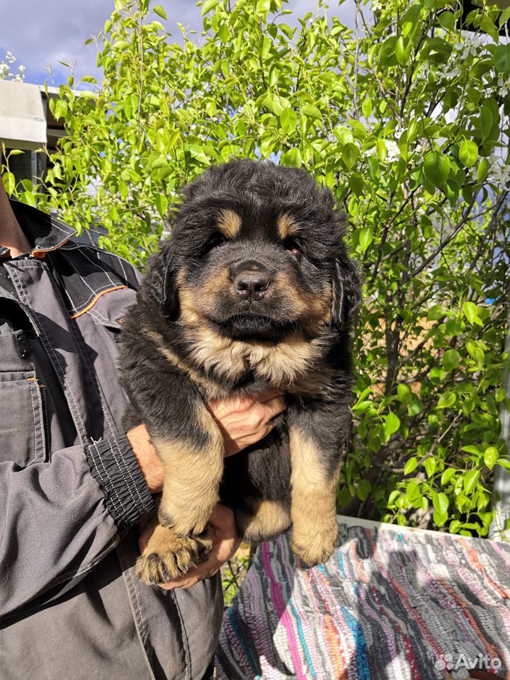 Монгольская Овчарка Купить Щенка В Москве Цена