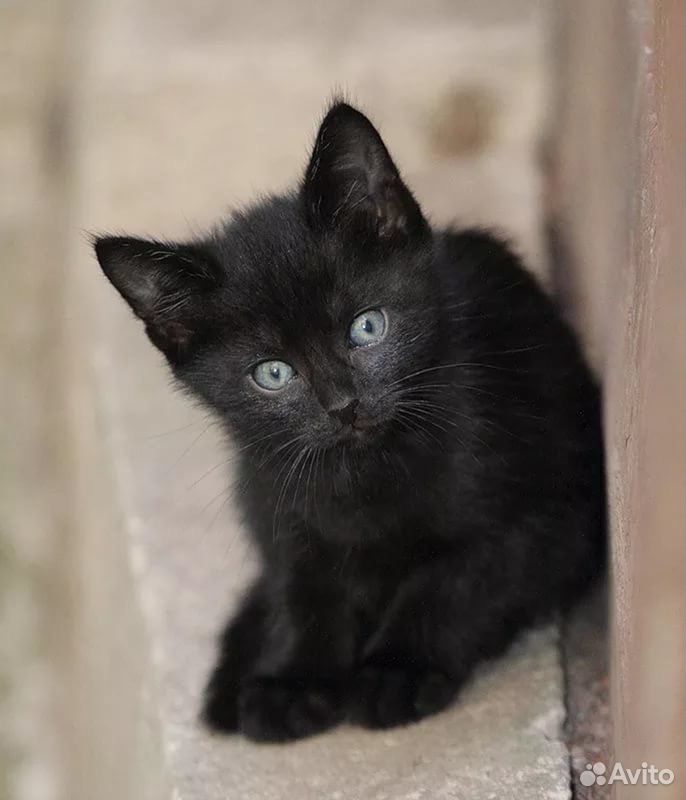 Котенок черный купить на Зозу.ру - фотография № 2