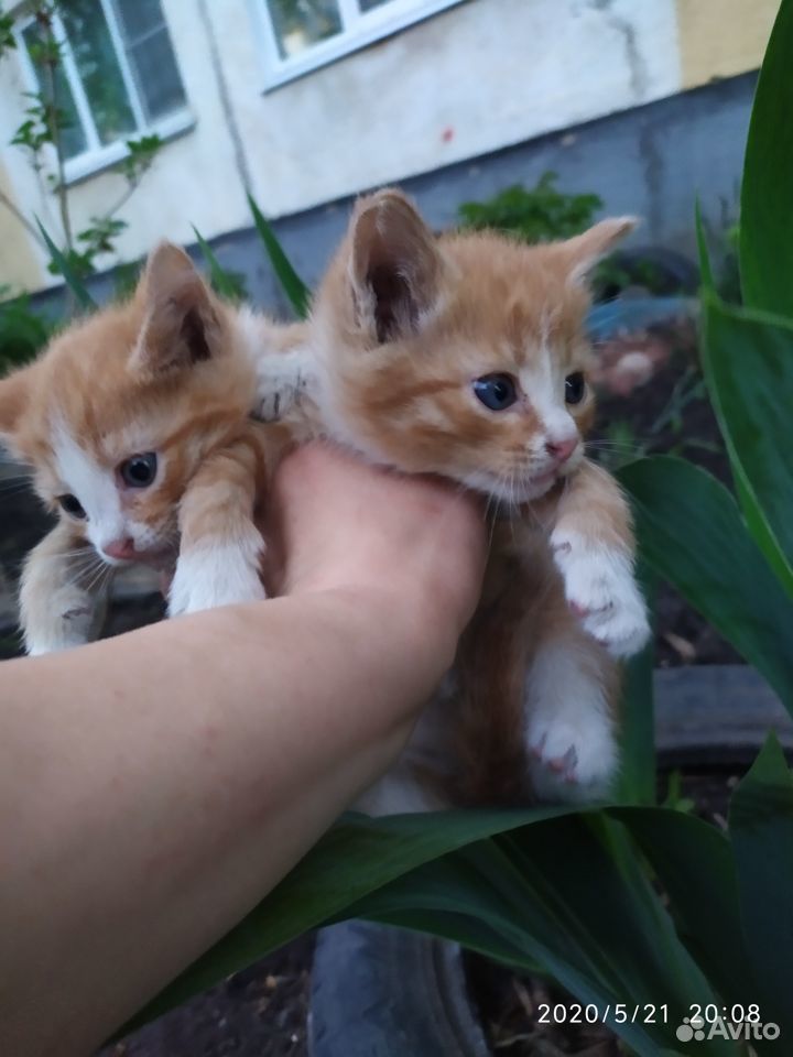 Рыжики в дар кот и кошка купить на Зозу.ру - фотография № 7