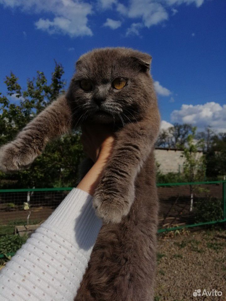 Ищу кошке семью купить на Зозу.ру - фотография № 1