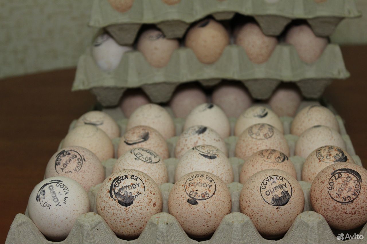 Купить яйцо хайбрид. Хайбрид Канада яйцо. Хайбрид конвертер яйца. Печати на яйцах индюков. Яйцо Хайбрид конвертер фото.