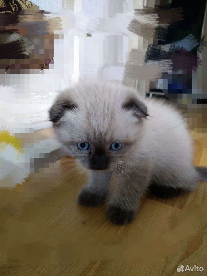 Продается шотландский вислоухий голубоглазый котен купить на Зозу.ру - фотография № 2