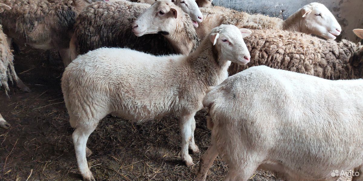 Ярок ягненок. Катумская порода овец. Породы Баранов Катумские. Катумские овцы породы овец. Катумские овцы ягнята.