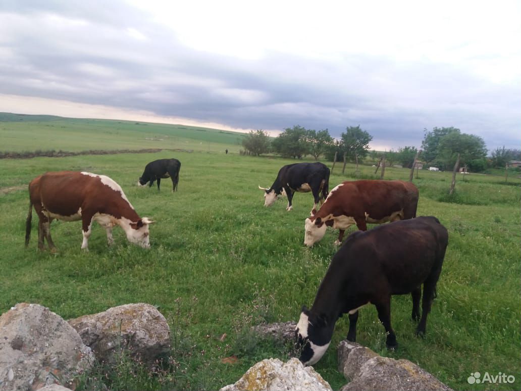 Продаю коров купить на Зозу.ру - фотография № 1