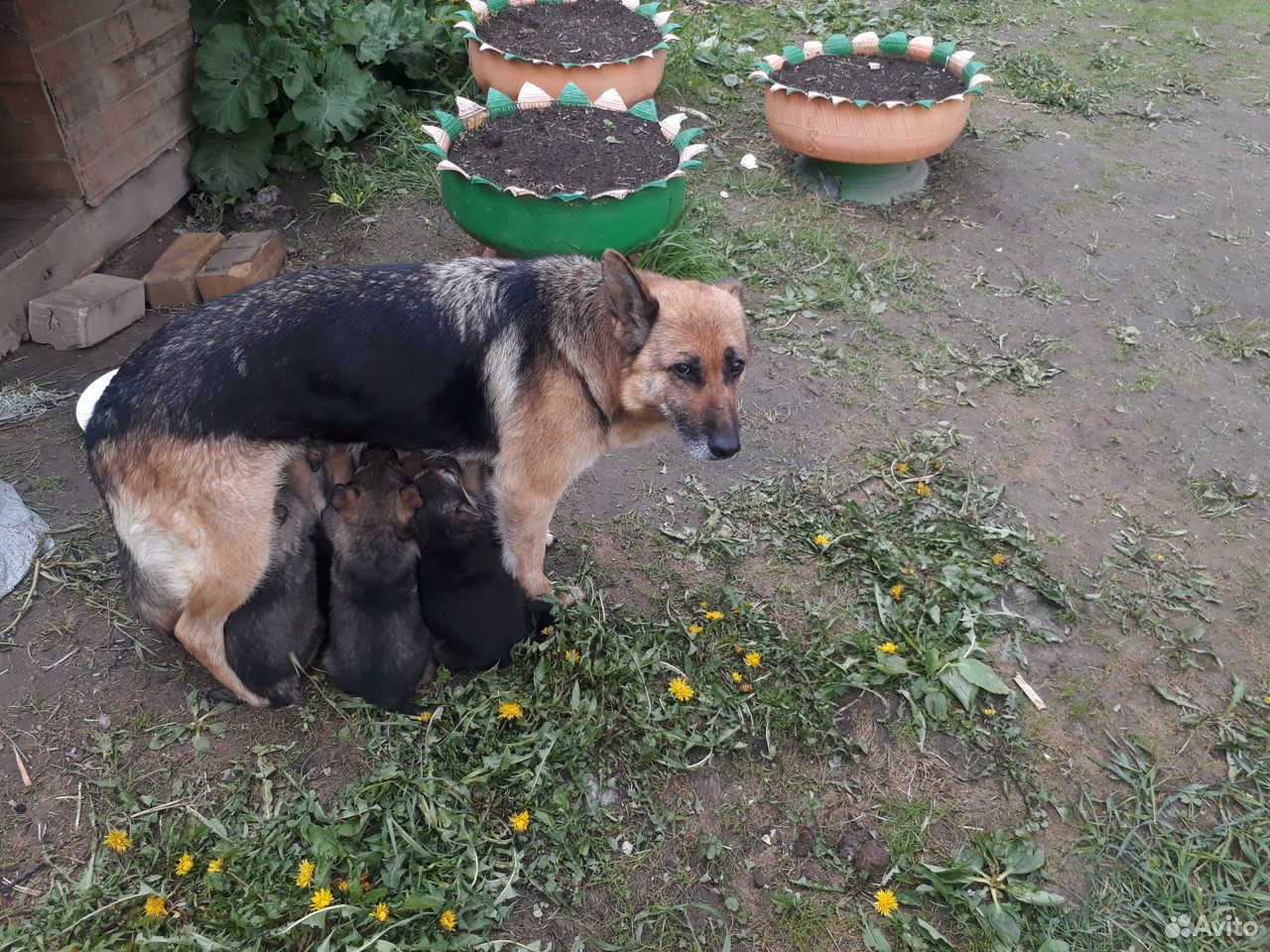 Четыре щенка, три мальчика и девочка, метисы купить на Зозу.ру - фотография № 2