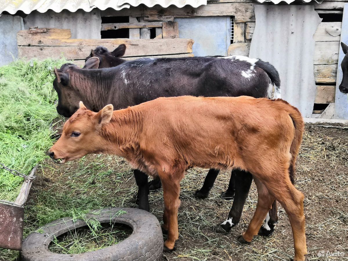 Продам тёлочек от двойных коров купить на Зозу.ру - фотография № 2