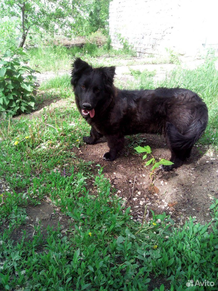 Собака щенок ему около 8 мес купить на Зозу.ру - фотография № 1