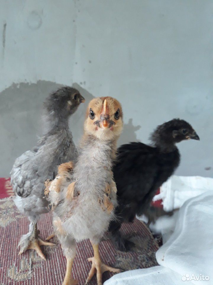 Инкубационные яйца, курицы и утки купить на Зозу.ру - фотография № 5