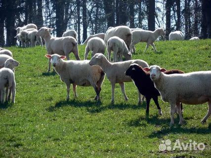 Овцы, ягнята помесные на племя, баранчики купить на Зозу.ру - фотография № 2